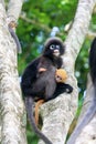 A blind mother of Dusky leaf monkey, dusky langur carries a yellow baby on a tree