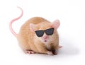 Ciego ratón gafas 