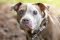 Blind Pitbull Terrier Dog with large eyes