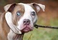 Blind Pitbull Terrier Dog with glaucoma large eyes