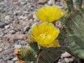 Blind Prickly Pear Cactus with Yellow Blooms Royalty Free Stock Photo