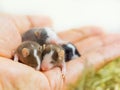 Blind satin mice sleep on a man& x27;s hand. Baby decorative mouse. 12th day of rodent life. A pet. Small mammal Royalty Free Stock Photo