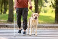 Blind senior man with guide dog crossing road in city Royalty Free Stock Photo