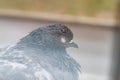 Blind sick bird pigeon with an eyesore close up Royalty Free Stock Photo
