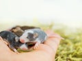 Blind small satin mice, decorative mouse babies lie on a person& x27;s hand. Small rodents are children& x27;s favorite Royalty Free Stock Photo