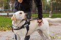 Blind woman in the company of a guide dog walking along a city park Royalty Free Stock Photo