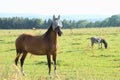 Blinded horse and eating donkey Royalty Free Stock Photo