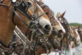 Blinders, Bits and Bridles Royalty Free Stock Photo