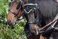 Blinders on Parade horses at a Parish fair