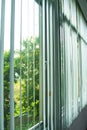 Blinds, curtains on the windows in the office and outside are green plants