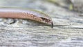 Blindschleiche - deaf adder or slowworm Anguis fragilis Royalty Free Stock Photo