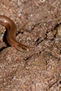 A blindworm  on earth Royalty Free Stock Photo