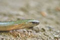Blindworm on the ground in the forest Royalty Free Stock Photo