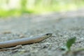 A blindworm on a hiking path in the forest Royalty Free Stock Photo