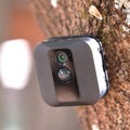 Blink XT Outdoor security camera on a trunk of a tree