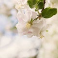 Bliss of spring Royalty Free Stock Photo