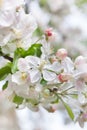 Bliss of spring Royalty Free Stock Photo