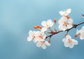 Blissful Blooms: Three White Flowers Popping Against a Vibrant Blue Background