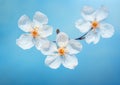 Blissful Blooms: Three White Flowers on a Serene Blue Background
