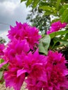 Blissful Bougainvillea: A Symphony of Color and Elegance Royalty Free Stock Photo