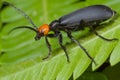 Blister beetle