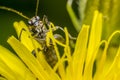 Blister Beetle Royalty Free Stock Photo