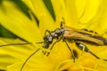 Blister Beetle Royalty Free Stock Photo