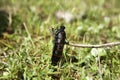 Blister beetle Royalty Free Stock Photo