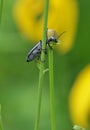 Blister Beetle climbing a plant