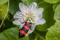 Blister beetle close up shot,with black and red stripes sitting on a white ornamental flower Royalty Free Stock Photo