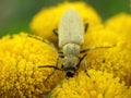 Blister Beetle Eating the Flowers of Rosemaryleaf Lavendercotton Royalty Free Stock Photo