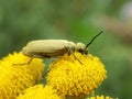 Blister Beetle eating the Flowers of Rosemaryleaf Lavendercotton Royalty Free Stock Photo