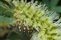 Blister beetle feeding on a flower of gum acacia.