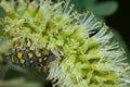 Blister beetle feeding on a flower of gum acacia.