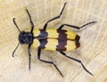Blister beetle, Hycleus phaleratus Royalty Free Stock Photo