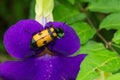 Blister Beetle on Purple Flower Royalty Free Stock Photo