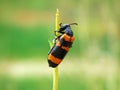 Blister beetle , Meloidae family Royalty Free Stock Photo