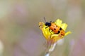 Blister beetle , Meloidae family Royalty Free Stock Photo