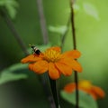 A blister beetle on an orange wild flower.