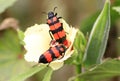 Blister beetles Royalty Free Stock Photo