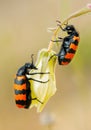 Blister beetles on a flower Royalty Free Stock Photo