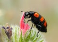 Blister beetles on a flower Royalty Free Stock Photo