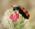 Blister beetles on a flower Royalty Free Stock Photo