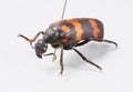 Blister beetles - mylabris phalerata Royalty Free Stock Photo