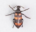 Blister beetles - mylabris phalerata Royalty Free Stock Photo