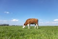 Blisterhead heifer cow, brown and white, grazing in the green pasture, cattle breed known also known as blaarkop, fleckvieh, with Royalty Free Stock Photo