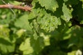 Blisters on a grape leaf damaged by spider mites in a vineyard. Vineyard diseases