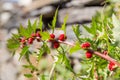 Blitum virgatum Chenopodium foliosum Royalty Free Stock Photo