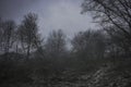 Blizard in british woodland on winter afternoon Royalty Free Stock Photo