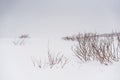 Blizzard on a beach of the Pacific ocean Royalty Free Stock Photo